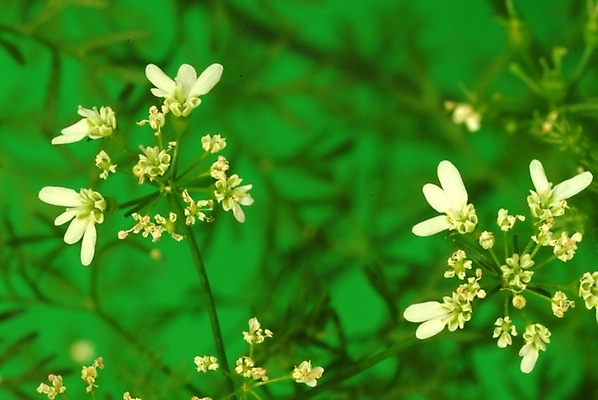 포토 JPG 식물 꽃 자연 사람없음 들꽃 흰색 야생초 국내포토 컬러 생태계 파일형식