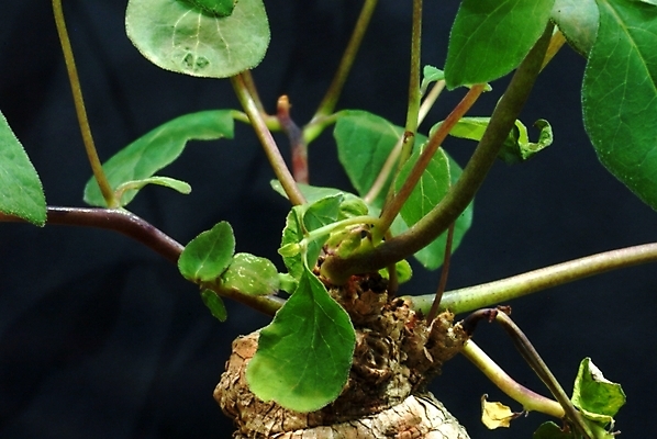 포토 JPG 식물 잎 자연 사람없음 풀잎 야생초 국내포토 풀 생태계 파일형식