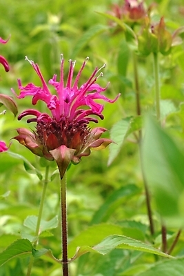 포토 JPG 식물 꽃 한송이 자연 사람없음 들꽃 진홍색 국내포토 1 빨간색 생태계 송이 파일형식