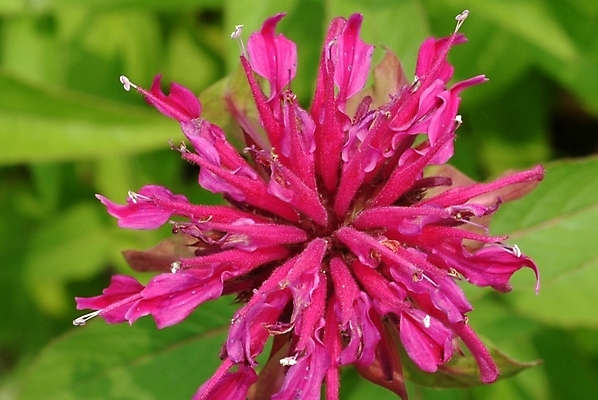 포토 JPG 식물 꽃 한송이 자연 사람없음 들꽃 진홍색 국내포토 1 빨간색 생태계 송이 파일형식
