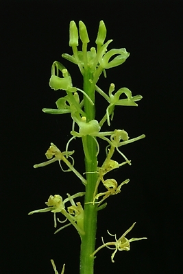 포토 JPG 식물 꽃 자연 사람없음 초록색 들꽃 야생초 국내포토 컬러 생태계 파일형식