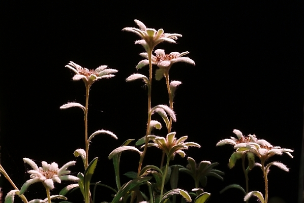 포토 JPG 식물 꽃 분홍색 자연 사람없음 들꽃 야생초 국내포토 컬러 생태계 파일형식