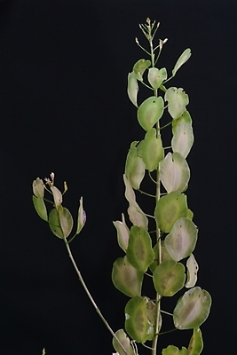 포토 JPG 식물 꽃 잎 자연 사람없음 들꽃 야생초 국내포토 생태계 파일형식