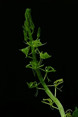 포토 JPG 식물 꽃 자연 사람없음 초록색 들꽃 야생초 국내포토 컬러 생태계 파일형식