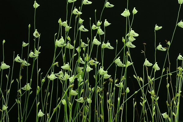 포토 JPG 식물 꽃 자연 사람없음 들꽃 흰색 야생초 국내포토 컬러 생태계 파일형식