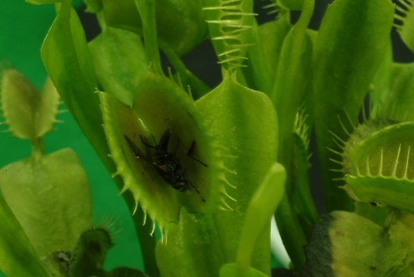 포토 JPG 식물 꽃 곤충 절지류 자연 사람없음 들꽃 벌레 야생초 식충식물 파리지옥 국내포토 동물 생태계 파일형식