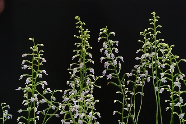 포토 JPG 식물 꽃 자연 사람없음 보라색 들꽃 야생초 국내포토 컬러 생태계 파일형식