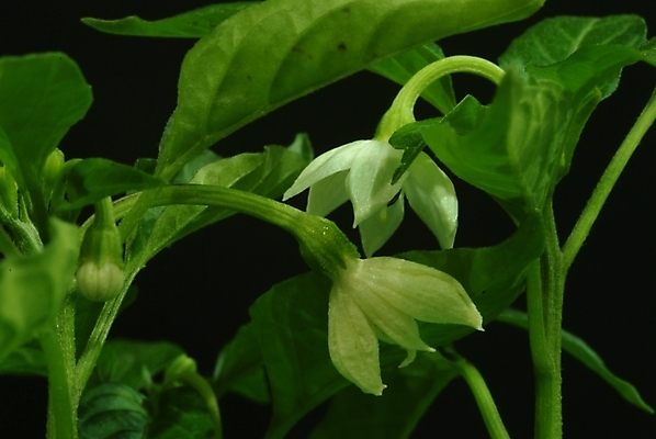 포토 JPG 식물 꽃 자연 사람없음 초록색 들꽃 야생초 국내포토 컬러 생태계 파일형식