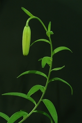 포토 JPG 식물 꽃 한송이 자연 사람없음 초록색 들꽃 야생초 국내포토 1 컬러 생태계 송이 파일형식