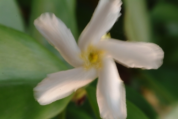 포토 JPG 식물 꽃 한송이 자연 사람없음 들꽃 흰색 야생초 국내포토 1 컬러 생태계 송이 파일형식