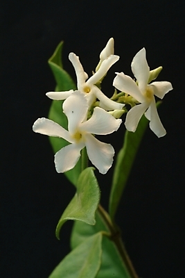 포토 JPG 식물 꽃 여러송이 자연 사람없음 들꽃 흰색 야생초 국내포토 컬러 다수 생태계 파일형식