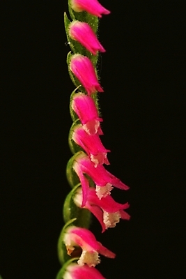 포토 JPG 식물 꽃 자연 사람없음 들꽃 야생초 진홍색 국내포토 빨간색 생태계 파일형식