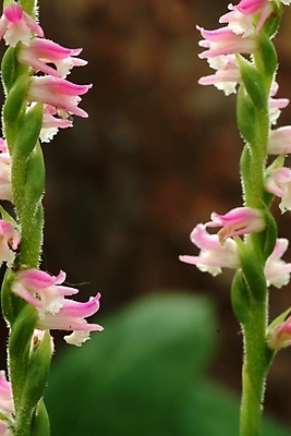 포토 JPG 식물 꽃 분홍색 여러송이 자연 사람없음 들꽃 야생초 국내포토 컬러 다수 생태계 파일형식
