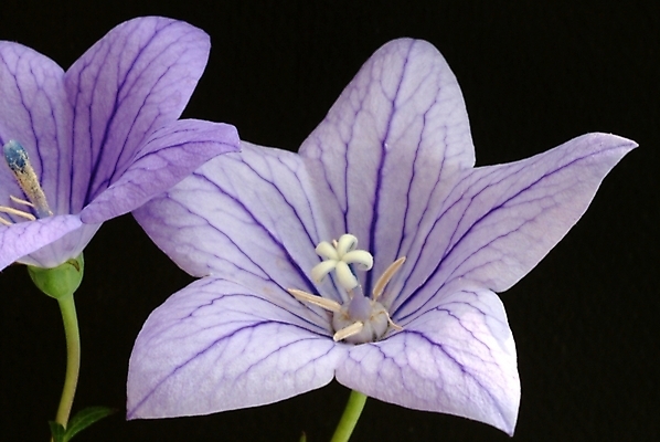 포토 JPG 식물 꽃잎 꽃 화초 자연 근접촬영 사람없음 보라색 들꽃 두송이 야생초 국내포토 뷰포인트 컬러 2 생태계 파일형식