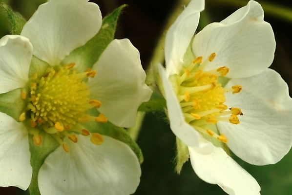 포토 JPG 식물 꽃잎 꽃 화초 자연 근접촬영 사람없음 들꽃 흰색 두송이 야생초 국내포토 뷰포인트 컬러 2 생태계 파일형식