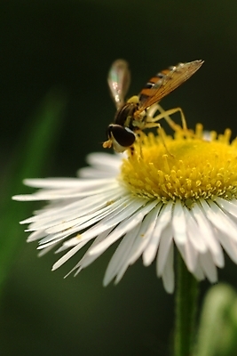 포토 JPG 주간 식물 꽃 곤충 한송이 여름꽃 자연 근접촬영 사람없음 야외 들꽃 벌 개망초 국내포토 자연요소 동물 1 뷰포인트 생태계 송이 파일형식 여름_계절