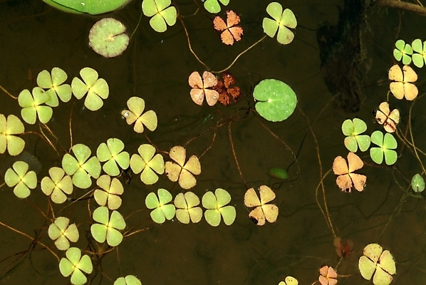포토 JPG 식물 잎 자연 풍경 사람없음 연못 연잎 국내포토 생태계 파일형식