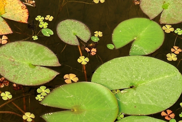 포토 JPG 식물 자연 풍경 사람없음 연못 연 연잎 국내포토 잎 놀이용품 생태계 파일형식