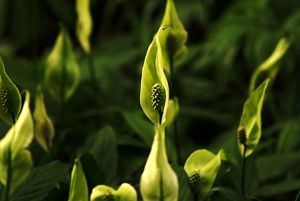포토 JPG 식물 꽃 여러송이 자연 사람없음 초록색 들꽃 야생초 국내포토 컬러 다수 생태계 파일형식
