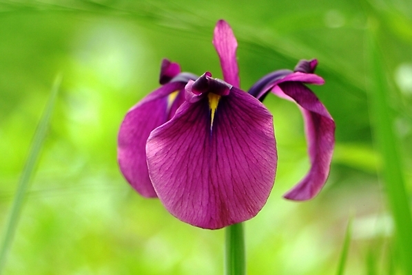 포토 JPG 식물 꽃 한송이 봄꽃 자연 사람없음 들꽃 야생초 아이리스 붓꽃 국내포토 1 봄 생태계 송이 파일형식