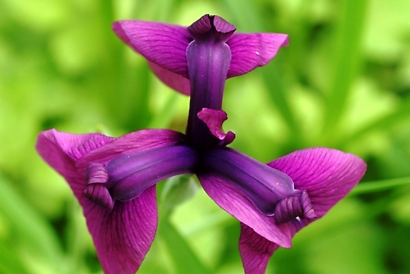 포토 JPG 식물 꽃 여러송이 자연 사람없음 보라색 들꽃 야생초 국내포토 컬러 다수 생태계 파일형식