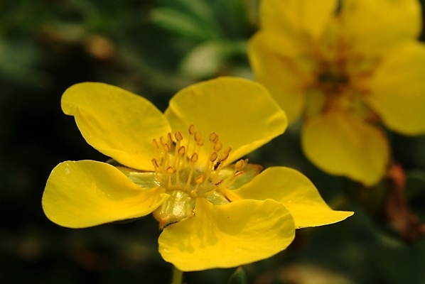 포토 JPG 식물 꽃 여름꽃 자연 사람없음 노란색 들꽃 두송이 야생초 물싸리 국내포토 컬러 2 생태계 파일형식 여름_계절