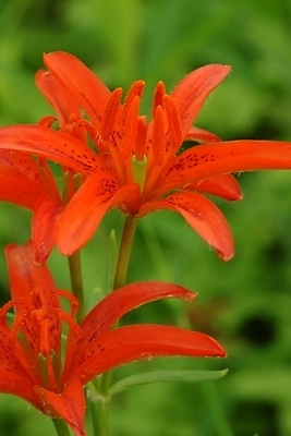 포토 JPG 식물 꽃 화초 자연 사람없음 들꽃 두송이 진홍색 국내포토 2 빨간색 생태계 파일형식