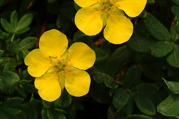 포토 JPG 식물 꽃 여름꽃 자연 사람없음 노란색 들꽃 두송이 야생초 물싸리 국내포토 컬러 2 생태계 파일형식 여름_계절