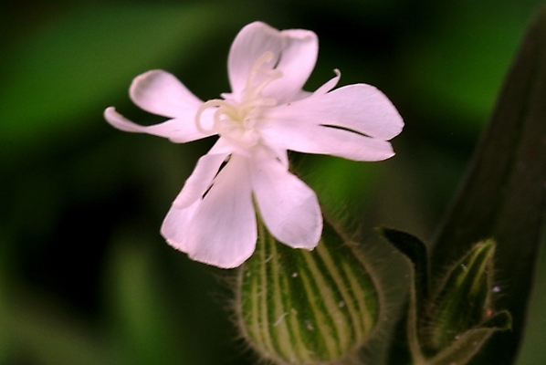 포토 JPG 주간 식물 꽃 분홍색 한송이 자연 사람없음 야외 들꽃 야생초 국내포토 자연요소 1 컬러 생태계 송이 파일형식