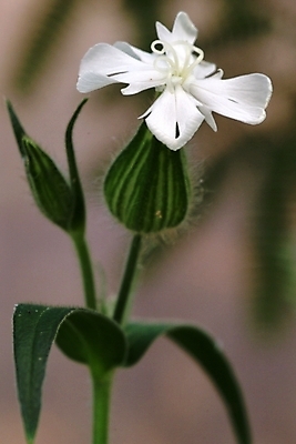포토 JPG 주간 식물 꽃 한송이 자연 사람없음 야외 들꽃 흰색 야생초 국내포토 자연요소 1 컬러 생태계 송이 파일형식