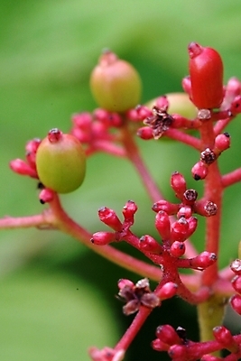 포토 JPG 주간 식물 꽃 자연 사람없음 야외 들꽃 야생초 진홍색 국내포토 자연요소 빨간색 생태계 파일형식