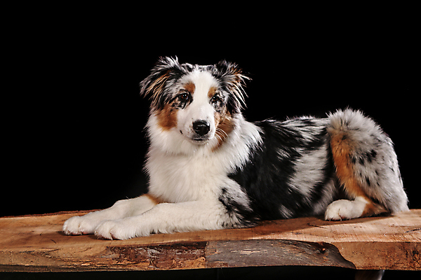 포토 JPG 해외이미지 동물 1 응시 행복 얼굴 백그라운드 포유류 털 성인 사람없음 파란색 반려동물 갈색 귀여움 검은색 흰색 표현 개 골든리트리버 강아지 모피 귀 육식동물 주둥이 보더콜리 송곳니 구걸 고립 기르기 시베리아 신앙심 유래 해외포토 시선 감정 컬러 컨셉 사람 신체부위 리트리버 치아 콜리 돌봄 파일형식 이미지허브
