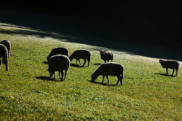 포토 JPG 해외이미지 동물 백그라운드 컨셉 밭 농업 자연 함께함 풍경 사람없음 야외 초록색 여름 농장 농경지 가축 봄 가을 흰색 시골 양 역 군중 농부 방목 땅 언덕 양고기 양모 밭일 찰과상 많음 목가 해외포토 직업 계절 산업 컬러 포유류 교통시설 육류 사람 직물 축산업 상처 생태계 파일형식 이미지허브