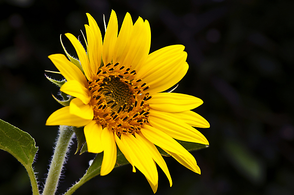 포토 JPG 해외이미지 식물 꽃잎 꽃 문화 줄기 백그라운드 잎 꽃무늬 농업 자연 하늘 해바라기 풍경 사람없음 야외 초록색 여름 파란색 컬러풀 태양 노란색 머리 정원 맑음 봄 활발 성장 벚꽃 시골 원형 싱글 유기농 내추럴 해외포토 자연요소 도형 웰빙 계절 산업 컬러 컨셉 무늬 날씨 신체부위 생태계 파일형식 이미지허브