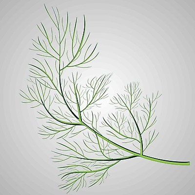 EPS 해외이미지 나무 식물 1 전통 디자인 음식 줄기 백그라운드 잎 크리스마스 꽃무늬 농업 일러스트 자연 휴가 파슬리 요리 미술 초록색 흰색 나뭇가지 신선 고명 양념 정상 스케치 허브 향신료 유기농 향 고립 딜 엘리먼트 회향 해외일러스트 웰빙 기념일 꽃 산업 컬러 무늬 채소 문화예술 생태계 향미료 파일형식 벡터 이미지허브