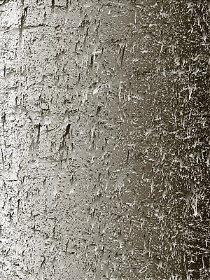 EPS 해외이미지 디자인 모래 벽 백그라운드 패턴 일러스트 추상 거리 경사 장식 금속 검은색 손상 고통 수확 바위 흰색 점 균열 떨어짐 은색 고민 부식 분필 질감 대리석 시멘트 먼지 덮기 그런지 깨짐 석고 옛날 콘크리트 해외일러스트 감정 컬러 컨셉 무늬 농업 재료 모션 재질 돌_바위 초크 파일형식 벡터 이미지허브