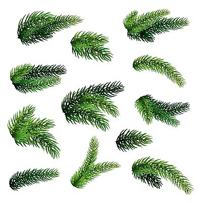 EPS 해외이미지 나무 식물 디자인 계절 행복 백그라운드 크리스마스 겨울 패턴 일러스트 부분 자연 새로움 선물 미술 그래픽 장식 초록색 빛 세트 흰색 나뭇가지 축하 인사 소나무 신용카드 연도 심볼 묘사 오브젝트 질감 상록수 침엽수 전나무 고립 엘리먼트 현실 디테일 해외일러스트 기념일 감정 컬러 컨셉 무늬 문화예술 금융 예절 생태계 파일형식 벡터 이미지허브