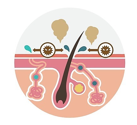 EPS 해외이미지 화살표 일러스트 의학 털 건강 사람없음 질병 피부 땀 박테리아 땀샘 모공 피부병 피부염 피부트러블 피부층 해외일러스트 신체부위 피부질환 파일형식 벡터 이미지허브