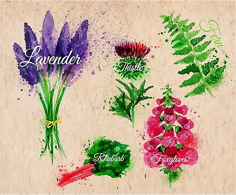 EPS 해외이미지 일러스트 수채화 사람없음 손그림 라벤더 엉겅퀴 디기탈리스 엘리먼트 해외일러스트 식물 꽃 허브 파일형식 벡터 이미지허브