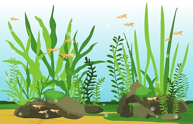 EPS 해외이미지 식물 동물 디자인 모래 파도 바다 백그라운드 컨셉 일러스트 자연 불가사리 항해 어류 미술 취미 내부 장식 물 반려동물 컬러풀 환경 상점 수중 수영 거품 바위 해조류 산호 작음 수집 다이빙 탱크 암초 수족관 동물상 민물 이국적 해외일러스트 자연요소 컬러 배_교통 문화예술 극피동물 조형물 수중동물 돌_바위 수상스포츠 해양식물 자포동물 크기 생태계 수중스포츠 파일형식 벡터 이미지허브