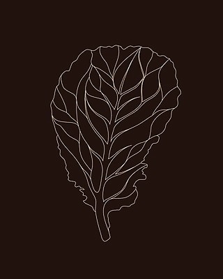 EPS 해외이미지 식물 디자인 선 음식 백그라운드 잎 농업 다이어트 채소 일러스트 재료 자연 건강 요리 그래픽 초록색 여름 농장 갈색 주방 정원 봄 샐러드 흰색 신선 상추 먹기 오브젝트 그림 유기농 양배추 날것 윤곽 섬유 내추럴 고립 엘리먼트 채식주의자 로메인상추 비건 해외일러스트 웰빙 계절 산업 컬러 모션 직물 생태계 채식 파일형식 벡터 이미지허브