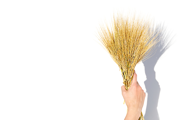 포토 JPG 해외이미지 식물 손 계절 어린이 음식 빵 줄기 컨셉 밭 농업 자연 하늘 건강 옥수수 씨앗 사람없음 초록색 농작물 농장 노란색 수확 성장 흰색 시골 잡기 황금 낟알 시리얼 밀 묘사 유기농 보리 귀 밀가루 스파이크 밀짚 내추럴 고립 밭일 숙성 호밀 해외포토 웰빙 산업 컬러 모션 곡류 사람 신체부위 짚 가루 생태계 파일형식 이미지허브