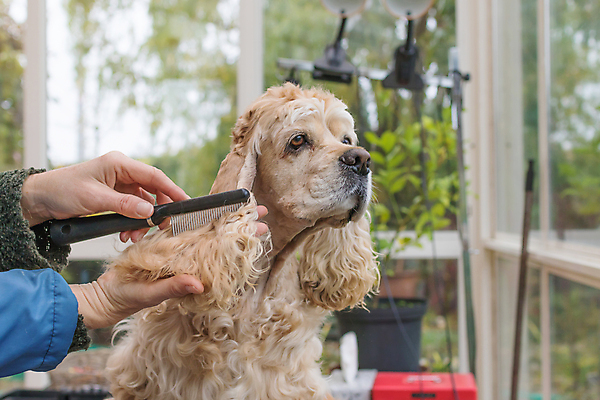 포토 JPG 해외이미지 손 탁자 들기 앉기 신체부위 반려동물 코커스패니얼 개 돌봄 애견미용 애견빗 해외포토 동물 가구 포유류 모션 사람 뷰티 스패니얼 애견용품 파일형식 이미지허브