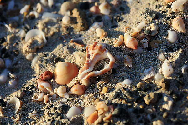 포토 JPG 해외이미지 모래 파도 바다 섬 여행 자연 하늘 휴가 조개 휴식 사람없음 야외 물 파란색 빛 모래사장 햇빛 반사 우주 일출 일몰 껍질 흰색 신선 황금 고급 수집 오브젝트 싱글 휴양지 부드러움 내추럴 앵무조개 터키석 플로리다 해외포토 자연요소 컬러 컨셉 어패류 태양 노을 미국 장소 감각 보석 생태계 파일형식 이미지허브