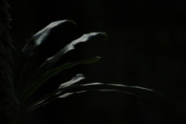 포토 JPG 해외이미지 식물 계절 백그라운드 잎 패턴 밭 오렌지 자연 사람없음 빨간색 초록색 컬러풀 햇빛 노란색 환경 가을 나뭇가지 얼룩 가장자리 숲 9월 11월 묘사 싱글 질감 10월 고립 옛날 해외포토 나무 컬러 무늬 농업 과일 태양 날짜 둘레 생태계 파일형식 이미지허브