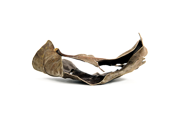 포토 JPG 해외이미지 나무 식물 계절 음료 음식 백그라운드 잎 재료 자연 건조 건강 요리 사람없음 목재 약 갈색 노란색 주방 수확 가을 흰색 양념 막대기 맛 자르기 허브 향신료 유기농 질감 향기 아로마 호두 향 아로마테라피 내추럴 고립 시나몬 해외포토 웰빙 컬러 컨셉 농업 의학 모션 견과류 생태계 냄새 테라피 향미료 파일형식 이미지허브