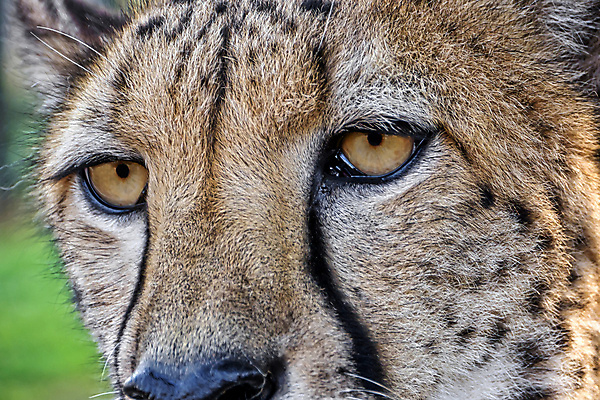 포토 JPG 해외이미지 동물 응시 야생동물 아프리카 자연 사람없음 초록색 환경 고양이 다양 보호 생태계 생물학 육식동물 서식지 치타 동물상 무료 보호구역 생태학 해외포토 시선 교육 나라 컬러 다수 컨셉 포유류 반려동물 조형물 구역 파일형식 이미지허브
