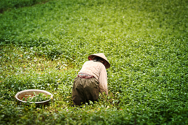 포토 JPG 해외이미지 식물 직업 전통 라이프스타일 옷 계절 산업 아시아 음식 농업 밥 노동자 사람 동양인 인종 사람없음 야외 초록색 여름 농작물 농장 농경지 마을 수확 성장 시골 업무 사발 농부 가난 수집 베트남 대야 원뿔 내추럴 논밭 밭일 전국 해외포토 도형 나라 컬러 컨셉 밭 논 생활 동남아시아 작업 사기그릇 파일형식 이미지허브