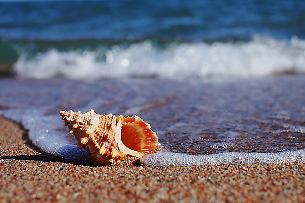 포토 JPG 해외이미지 주간 모래 파도 해변 사람없음 야외 소라 해외포토 자연요소 바다 어패류 파일형식 이미지허브