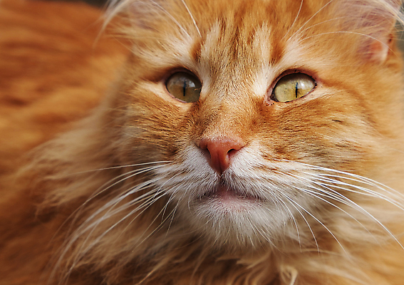 포토 JPG 해외이미지 한마리 근접촬영 사람없음 반려동물 갈색 귀여움 고양이 반려묘 해외포토 동물 1 뷰포인트 컬러 컨셉 포유류 파일형식 이미지허브